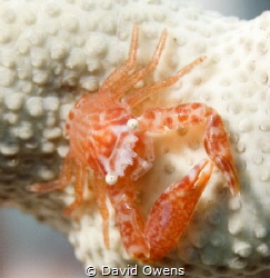 Crab on gorgonian, Indonesia by David Owens 